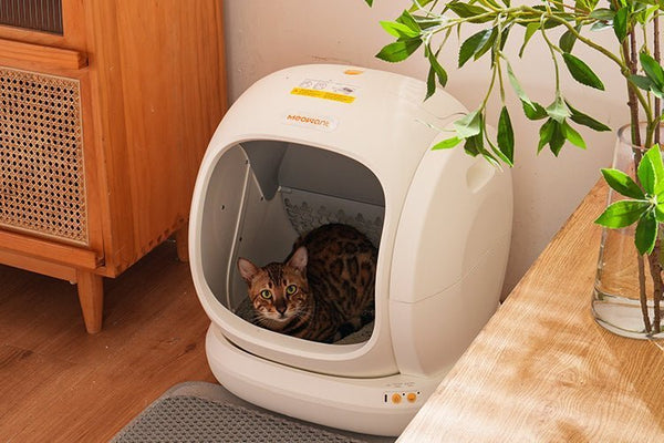 Integrate the Cat Litter Box into Your Home Aesthetics: Meowant’s Practical Integration Method - Meowant