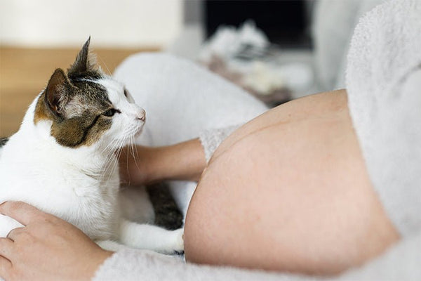 Is it Safe to Clean a Cat's Litter Box During Pregnancy? - Meowant