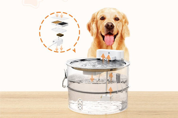 Is Tap Water Safe for Dogs? - Meowant