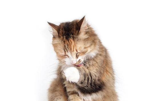 Is Your Cat a Clean Freak? How to Get It to Love Using the Litter Box - Meowant