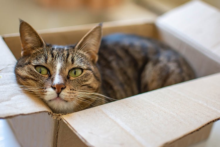 Is Your Cat’s Litter Box Too Small? Watch for These Telltale Signs - Meowant