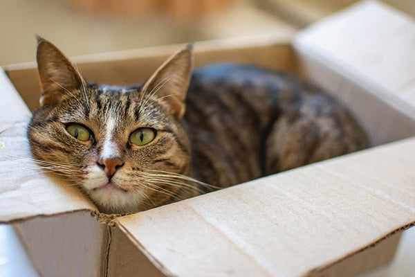 Is Your Cat’s Litter Box Too Small? Watch for These Telltale Signs - Meowant