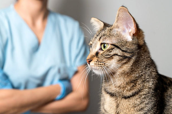 Is Your Cat's Litter Box Use Normal or a Warning Sign - Meowant