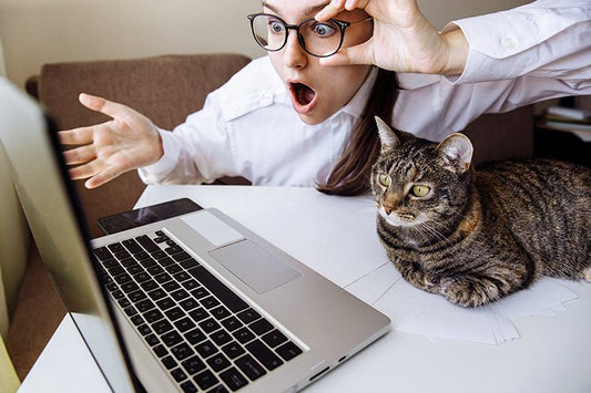 Large Cat Litter Box Setup Chart & Buying Guide - Meowant