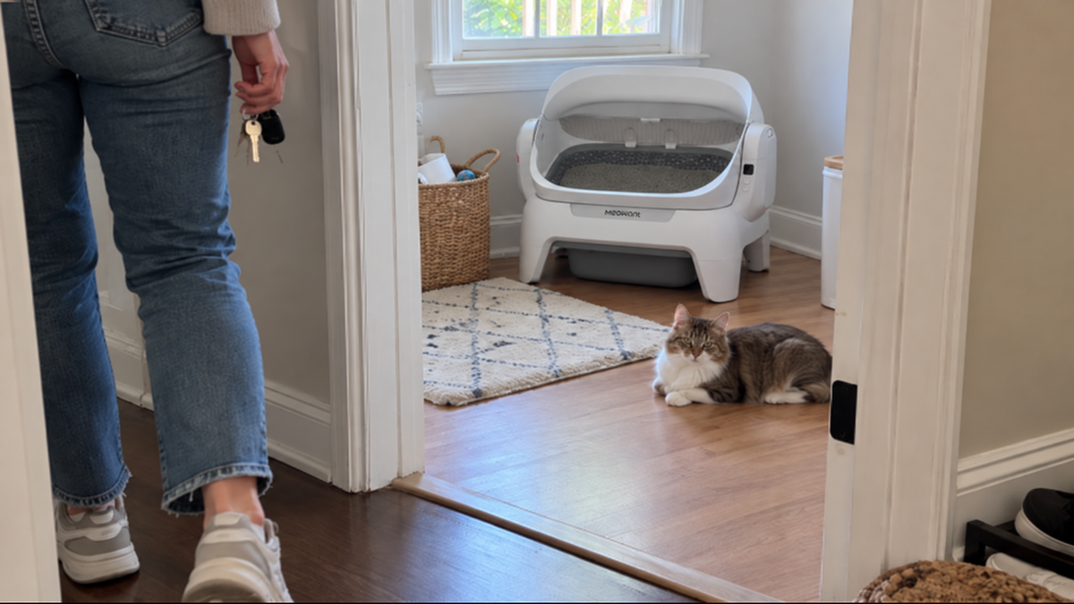 Owner leaving a room with the cat resting away from the litter box