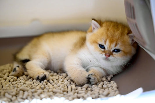 Litter Box Training Your Kitten from Day One: A Step-by-Step Guide for New Cat Parents - Meowant