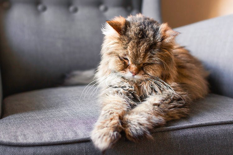 Making Litter Box Use Effortless for Your Senior Cat - Meowant