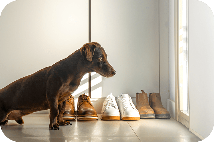 Meowant Dog Treat Dispenser Reviews - Meowant