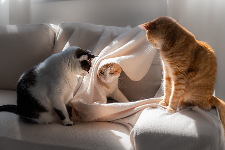 Multi-Cat Household Guide 2026: Stop Litter Box Wars - Meowant