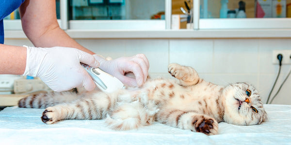 Neutering Cats 101: Everything You Need to Know - Meowant