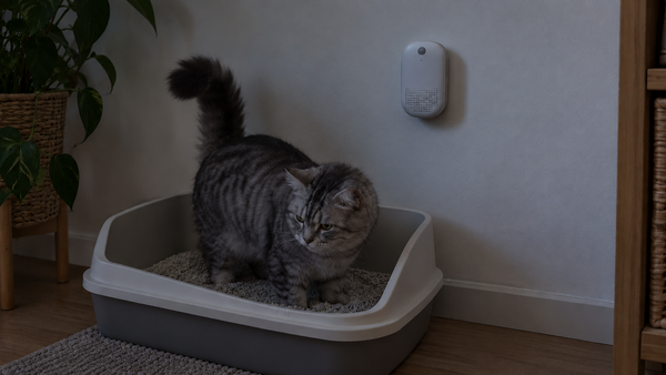 A cat uses a litter box beside a wall-mounted automatic deodorizer in ordinary indoor light.
