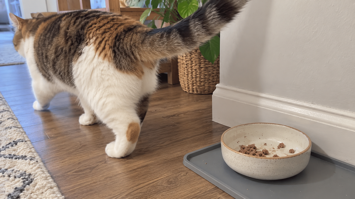 A cat walking away from a ceramic bowl with leftover wet food
