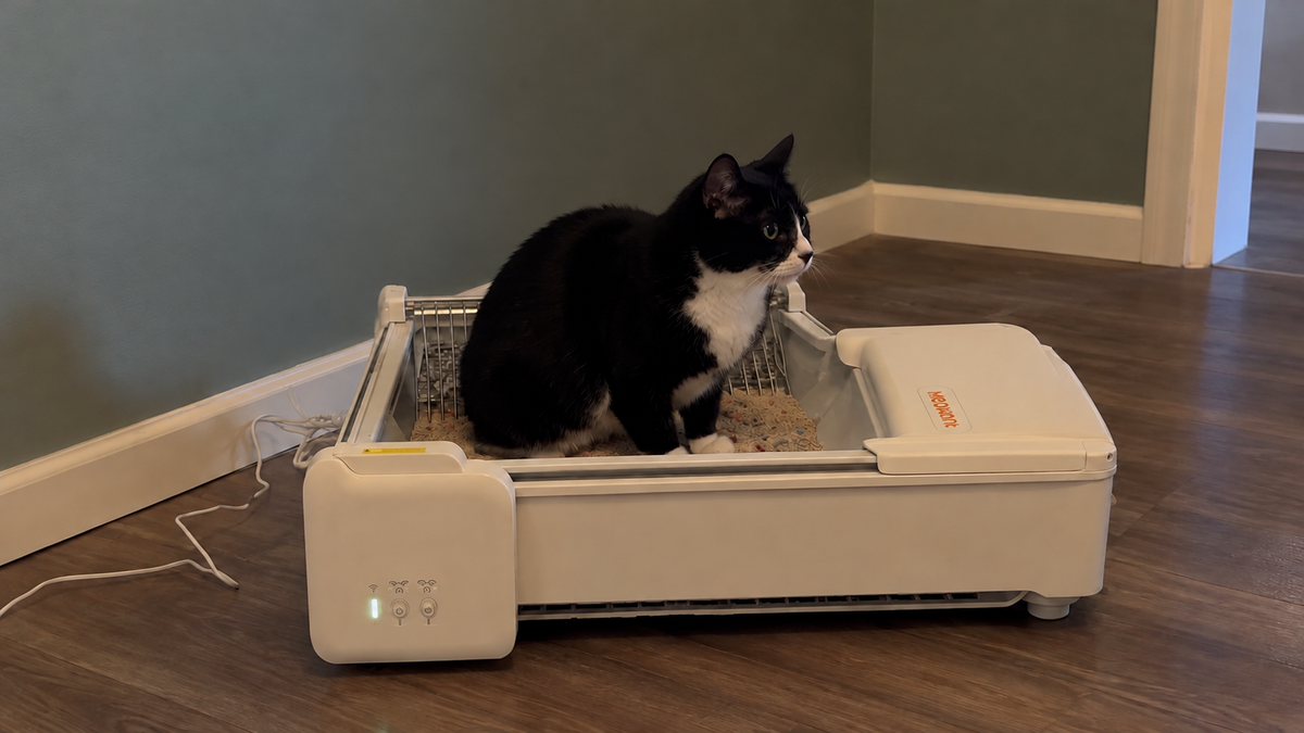 A black and white cat looking across the room from an SC03 open tray.