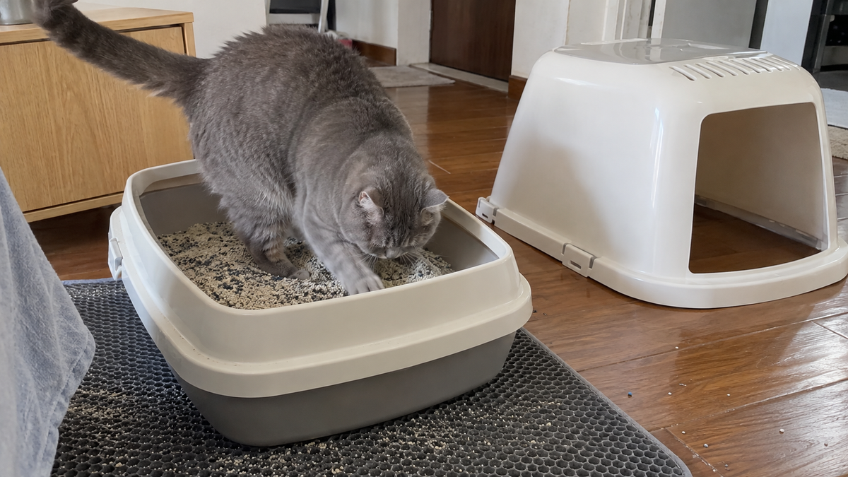 A grey cat digging in a litter box base with the detached hood beside it.