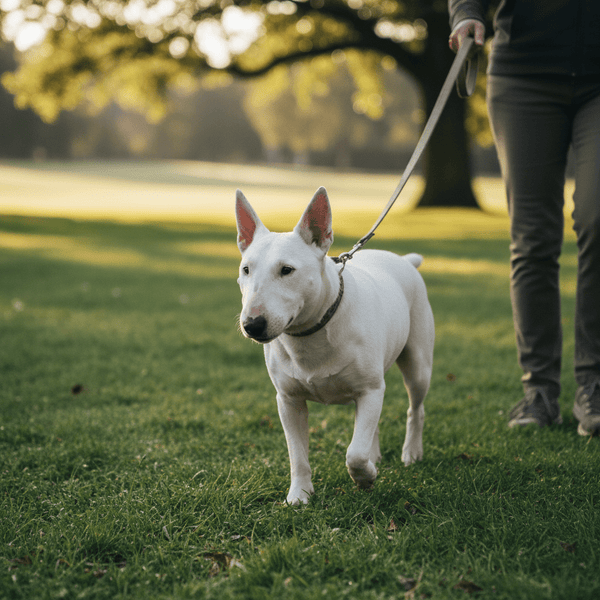 Safe Exercise for Senior Dogs with Kidney Issues - Meowant