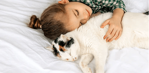 Senior Cat Care Guide: Keeping Your Aging Feline Healthy & Happy - Meowant