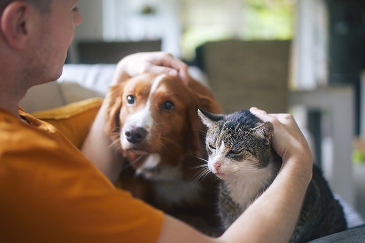 Should I Get a Cat or a Dog? A Real-Life Guide for First-Time Pet Owners - Meowant