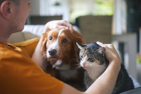 Should I Get a Cat or a Dog? A Real-Life Guide for First-Time Pet Owners - Meowant