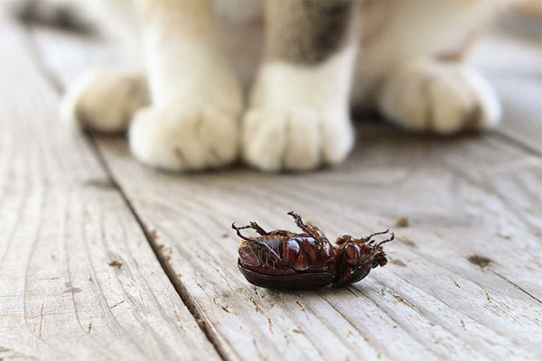 Simple Fixes for Bug Problems in the Cat Litter Box - Meowant