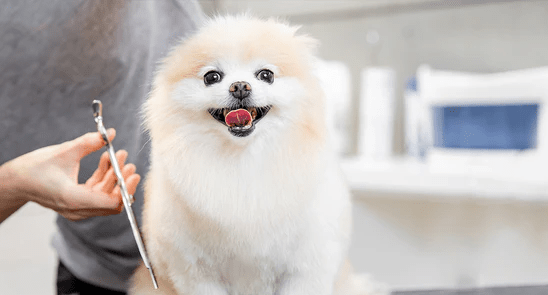 Simple Steps to Grooming a Dog at Home - Meowant