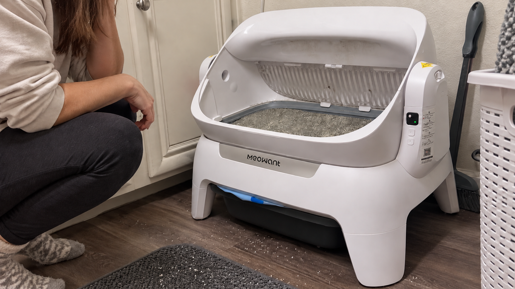 Owner observing a still litter box stopped during its cycle