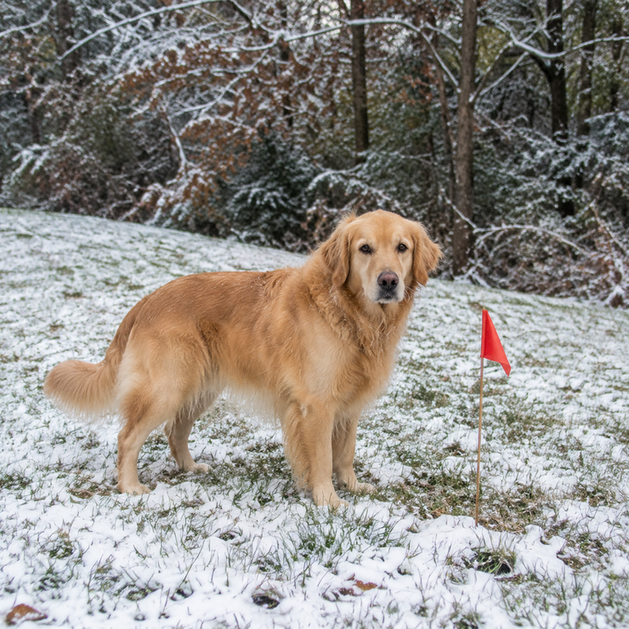 Dog stands near boundary flags where open lawn meets a dense seasonal tree line