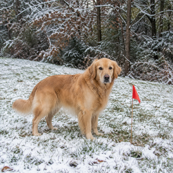 Dog stands near boundary flags where open lawn meets a dense seasonal tree line