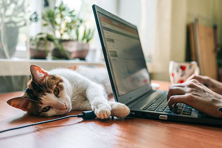 The Best Litter Box for Busy Cat Owners - Meowant