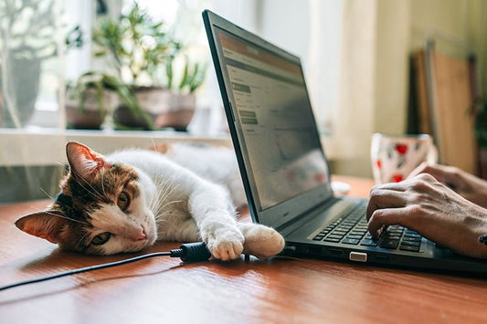 The Best Litter Box for Busy Cat Owners - Meowant