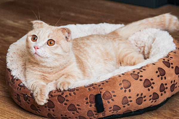 The Best Litter Boxes for Munchkin Cats - Meowant