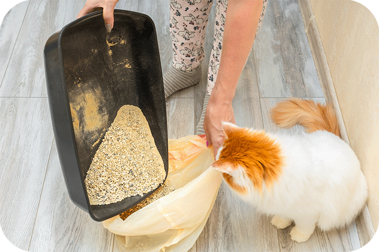 The Best Litter for Automatic Litter Boxes - Meowant