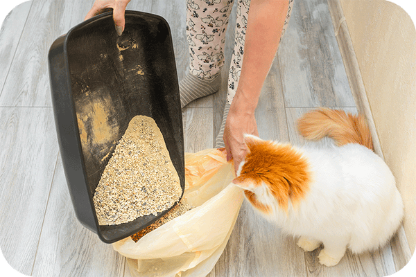 The Best Litter for Automatic Litter Boxes - Meowant