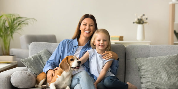 The Complete Guide to Traveling With Your Pet - Meowant