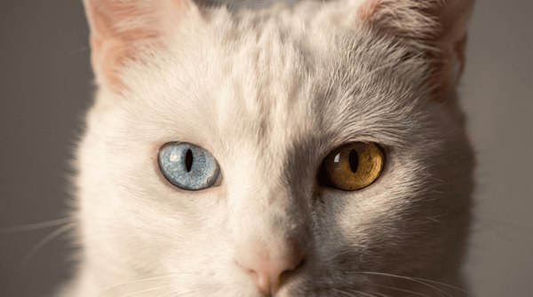 The “Odd-Eye” Phenomenon: Do Heterochromic Cats Have Hearing Problems? - Meowant