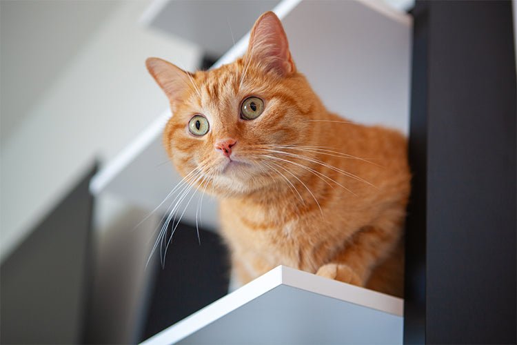 The Optimal Litter Box Placement Strategy for a Multi-Level Home - Meowant
