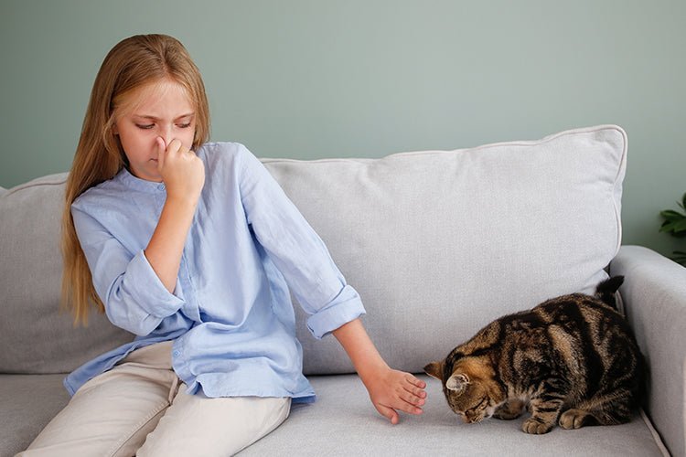 The Real Reason Your Cat’s Litter Box Smells Like Ammonia - Meowant