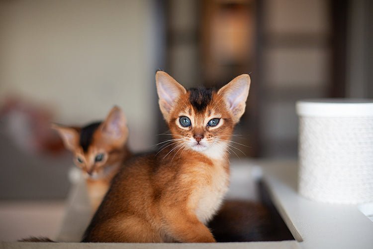 The Right Litter Box for Kittens and When to Upgrade - Meowant
