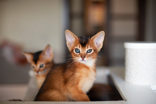 The Right Litter Box for Kittens and When to Upgrade - Meowant
