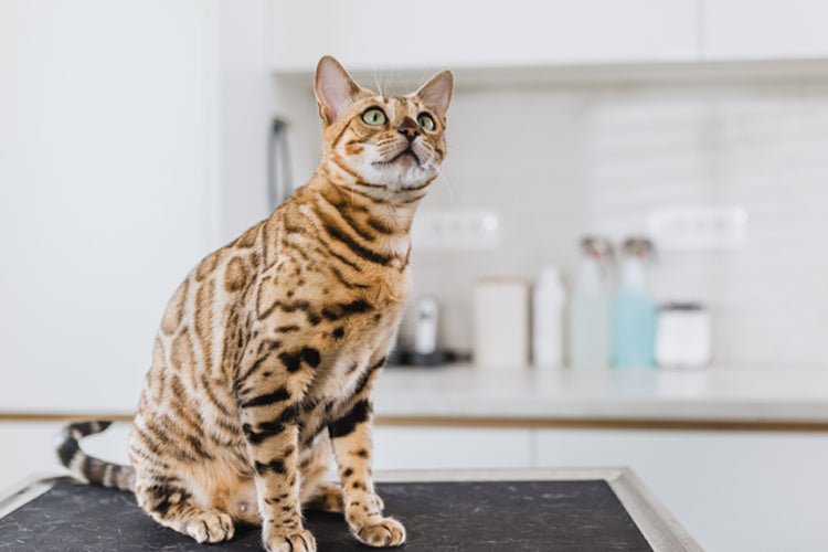 The Ultimate Guide To Different Types of Cat Litter - Meowant