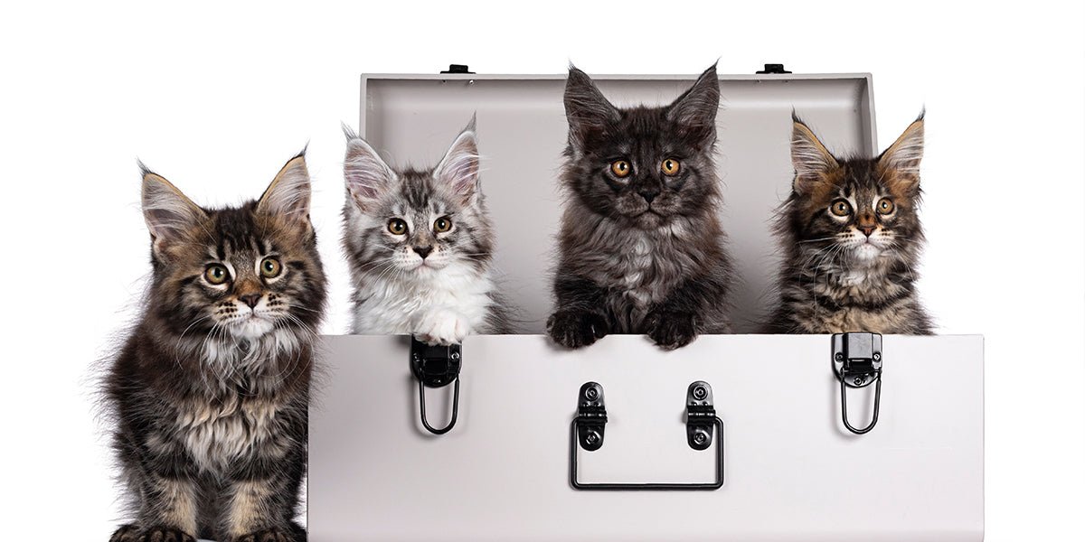 The Ultimate Guide to Managing Multi-Cat Homes: Tips and Tricks - Meowant