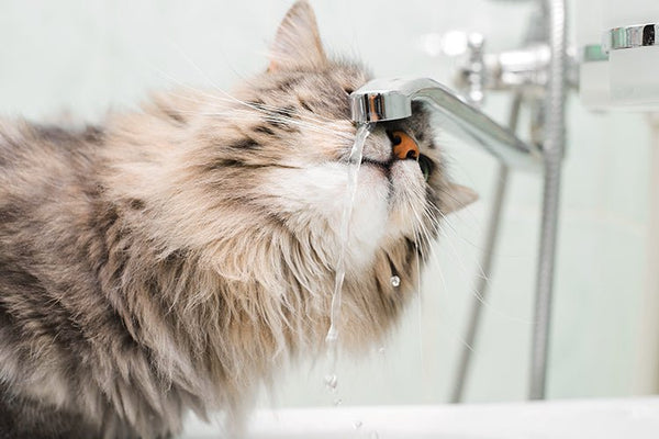 The Ultimate Guide to Summer Litter Box Cleaning - Meowant