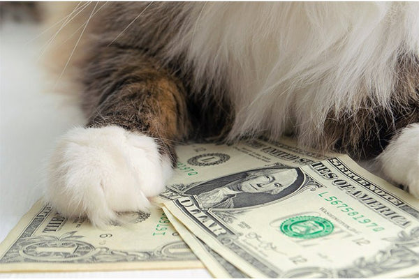 What Is the Real Monthly Cost of Owning a Cat? - Meowant