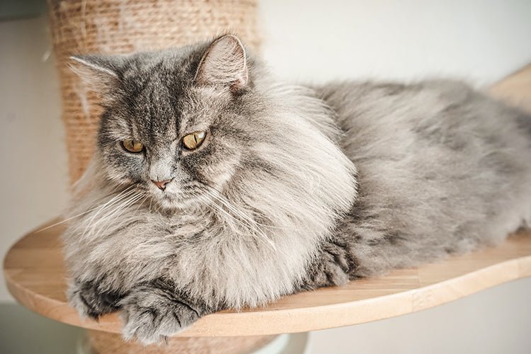 What Kind of Litter Box Is Best for Persian Cats - Meowant