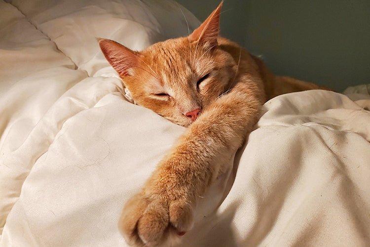 What to Know Before Putting a Litter Box in the Bedroom - Meowant