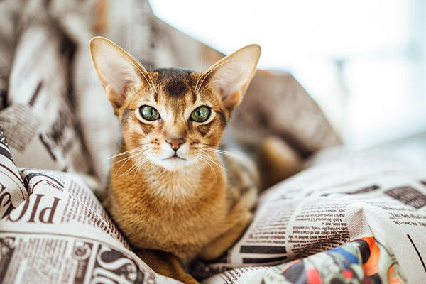What Type of Litter Box Suits an Abyssinian Cat - Meowant