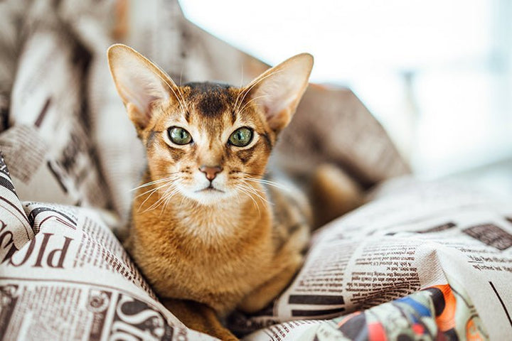 What Type of Litter Box Suits an Abyssinian Cat