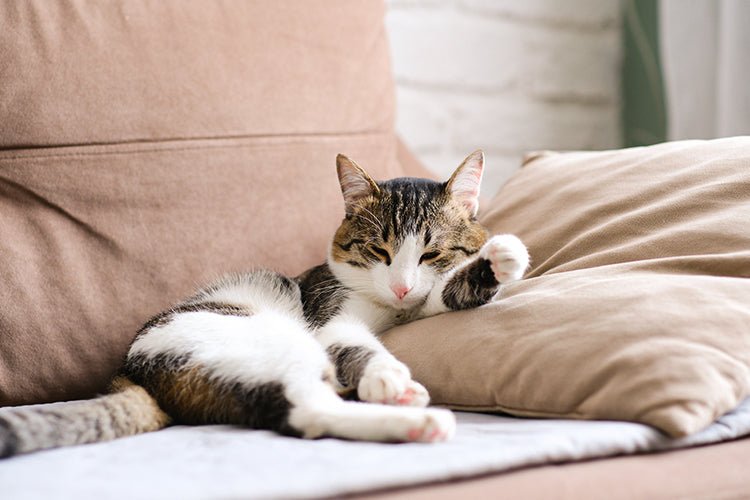 What Type of Litter Box Works Best in a Living Room? - Meowant
