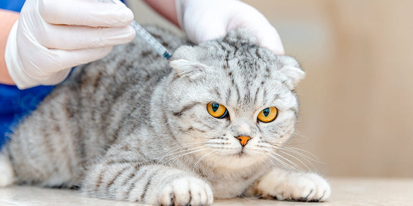 What Your Cat's Litter Box Can Tell You About Their Health - Meowant