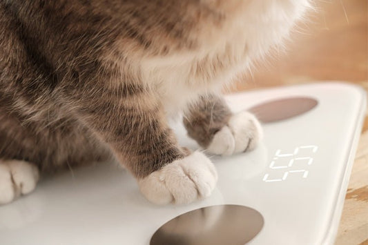 What's the Average Healthy Cat Weight? - Meowant