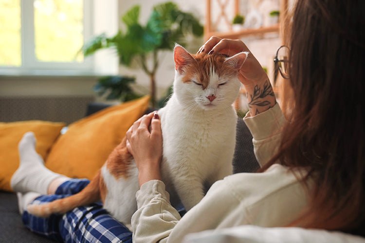 When Should You Change Your Cat’s Litter Box? - Meowant